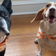 Boston Terrier and beagle wearing festive fall bandanas